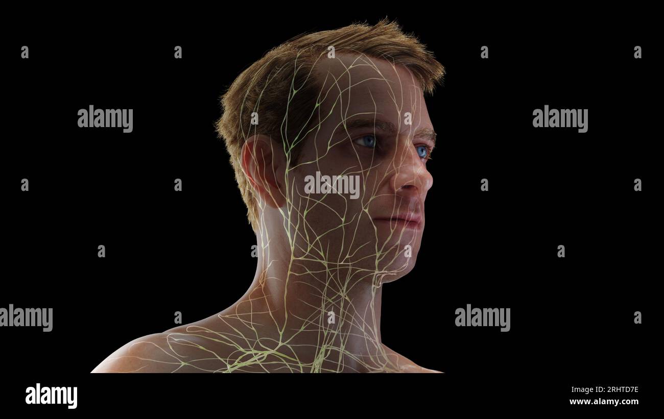 Vaisseaux lymphatiques de la tête, illustration Banque D'Images