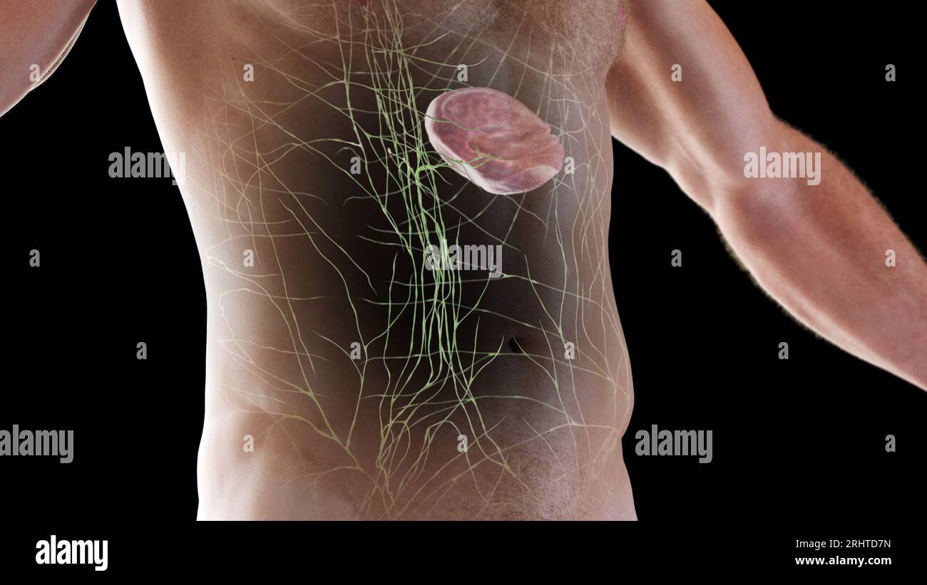 Système lymphatique, illustration Banque D'Images