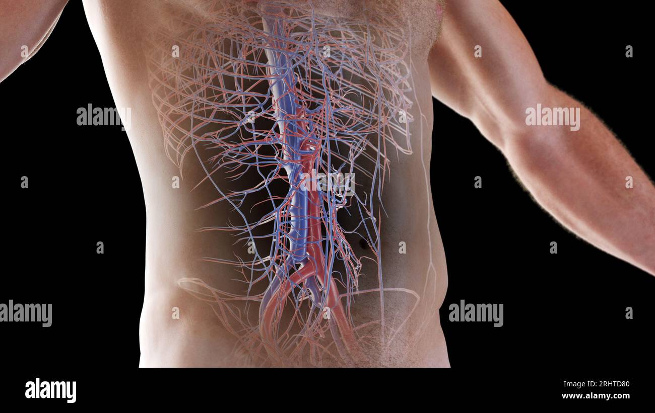 Système cardiovasculaire, illustration Banque D'Images