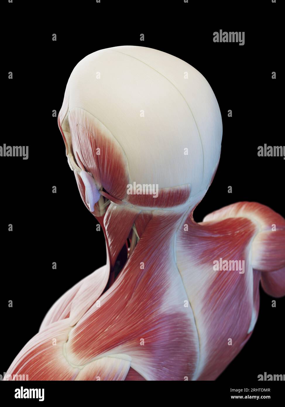 Muscles de la tête et du haut du dos, illustration Banque D'Images