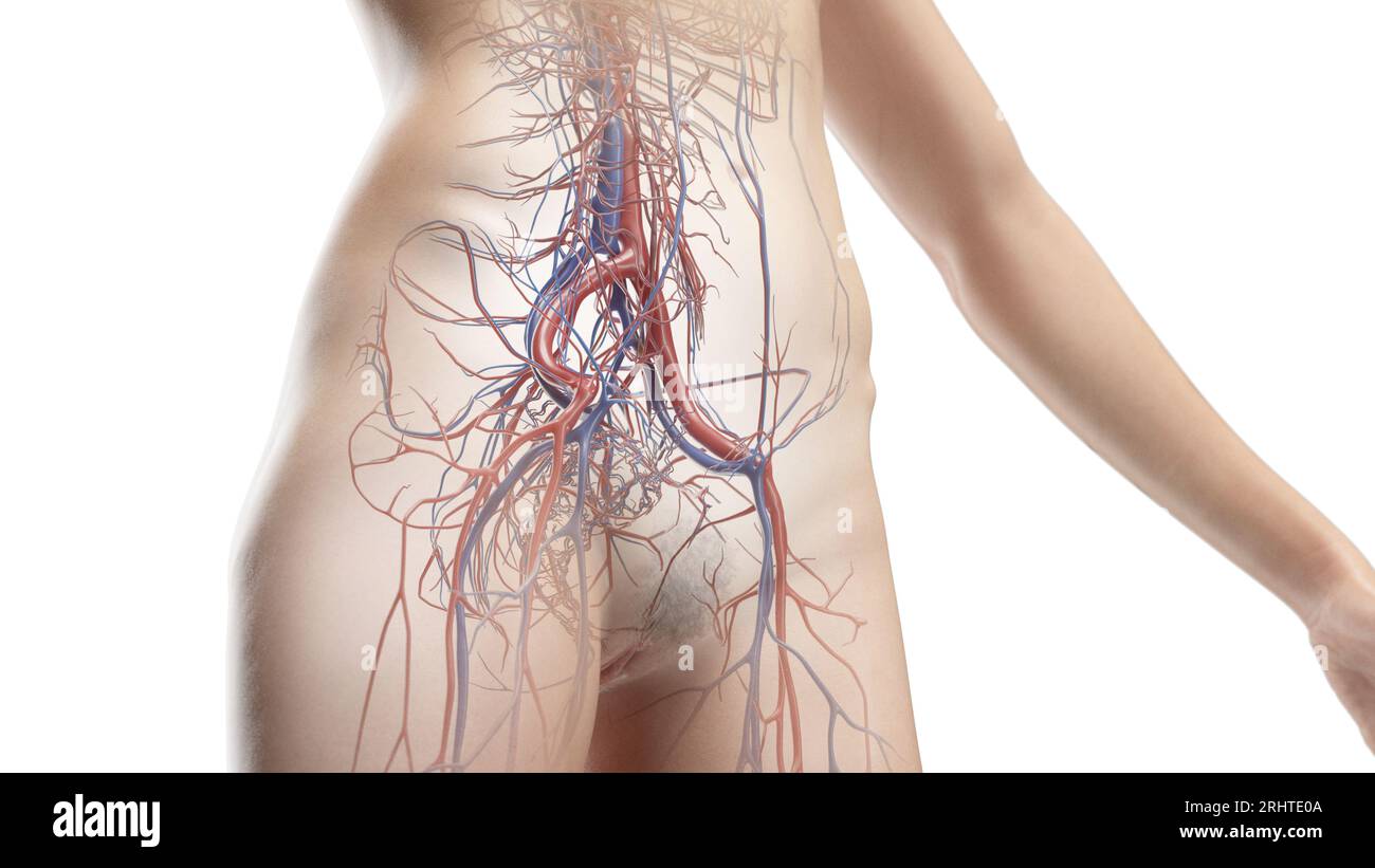 Système vasculaire de l'abdomen et du bassin, illustration Banque D'Images