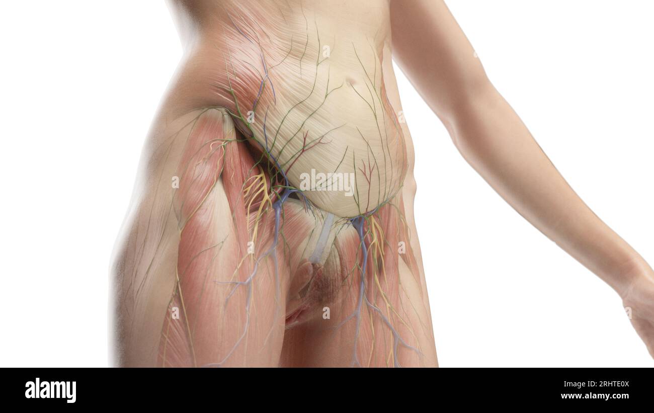 Muscles de l'abdomen et du bassin, illustration Banque D'Images