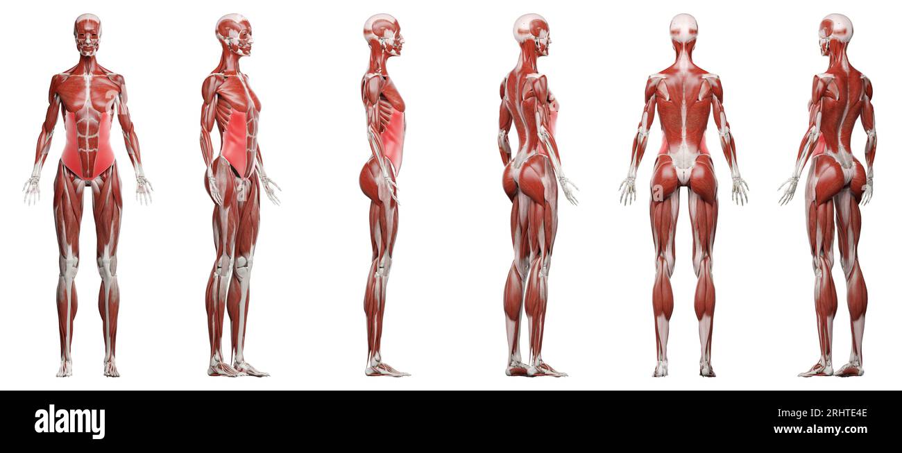 Muscles abdominaux anatomie Banque d'images détourées - Alamy