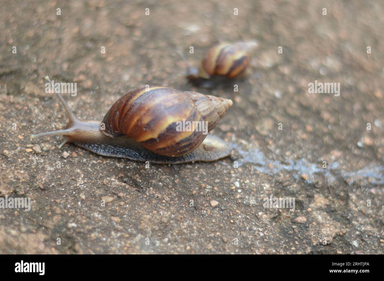 Escargot rampant sur la cour Banque D'Images