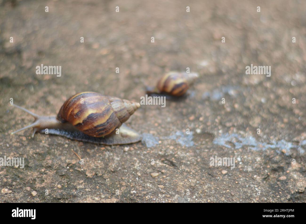 Escargot rampant sur la cour Banque D'Images