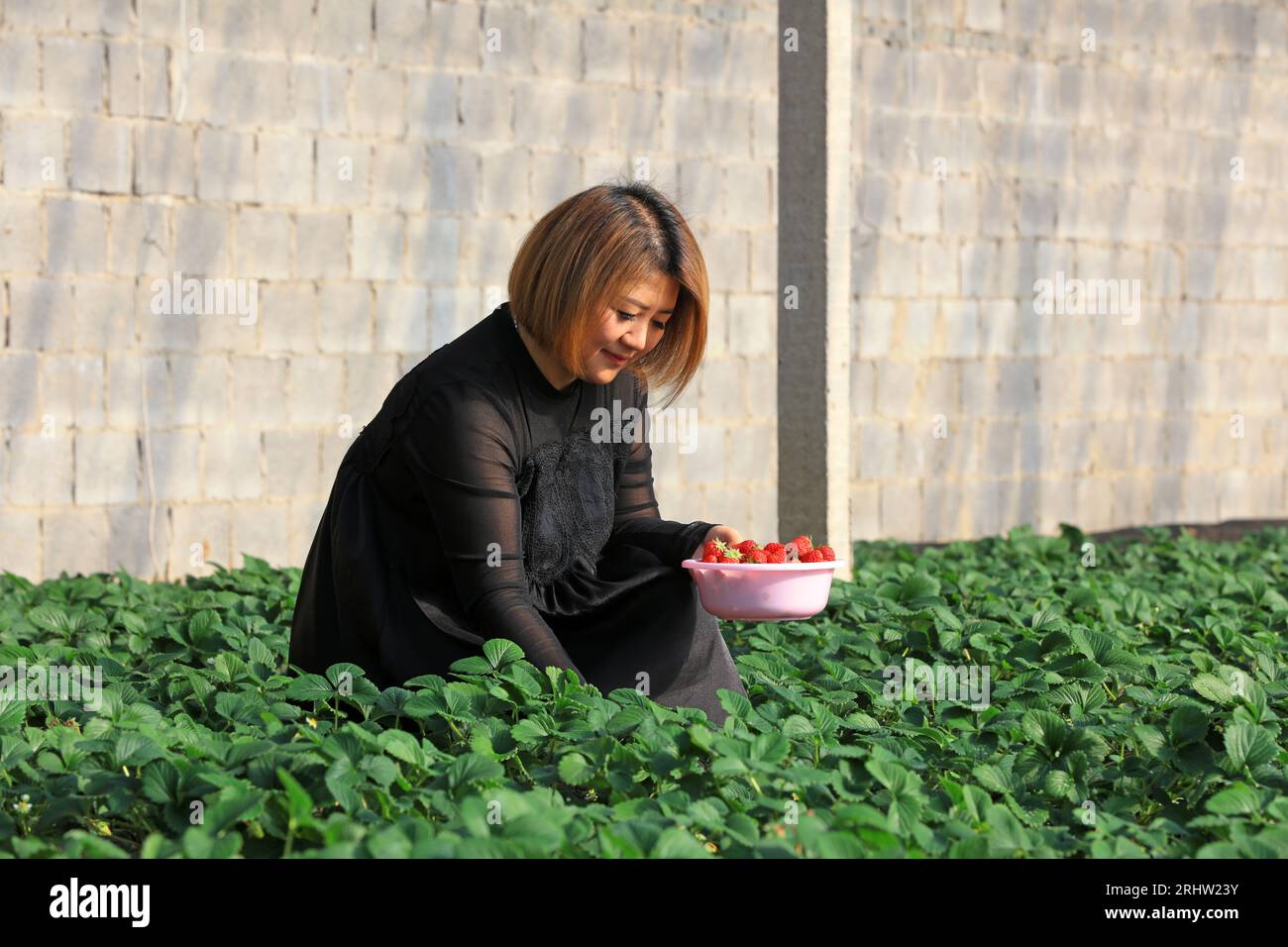 Comté de Luannan - 23 janvier 2019 : les travailleurs ramassent des fraises à la ferme, comté de Luannan, province du Hebei, Chine Banque D'Images