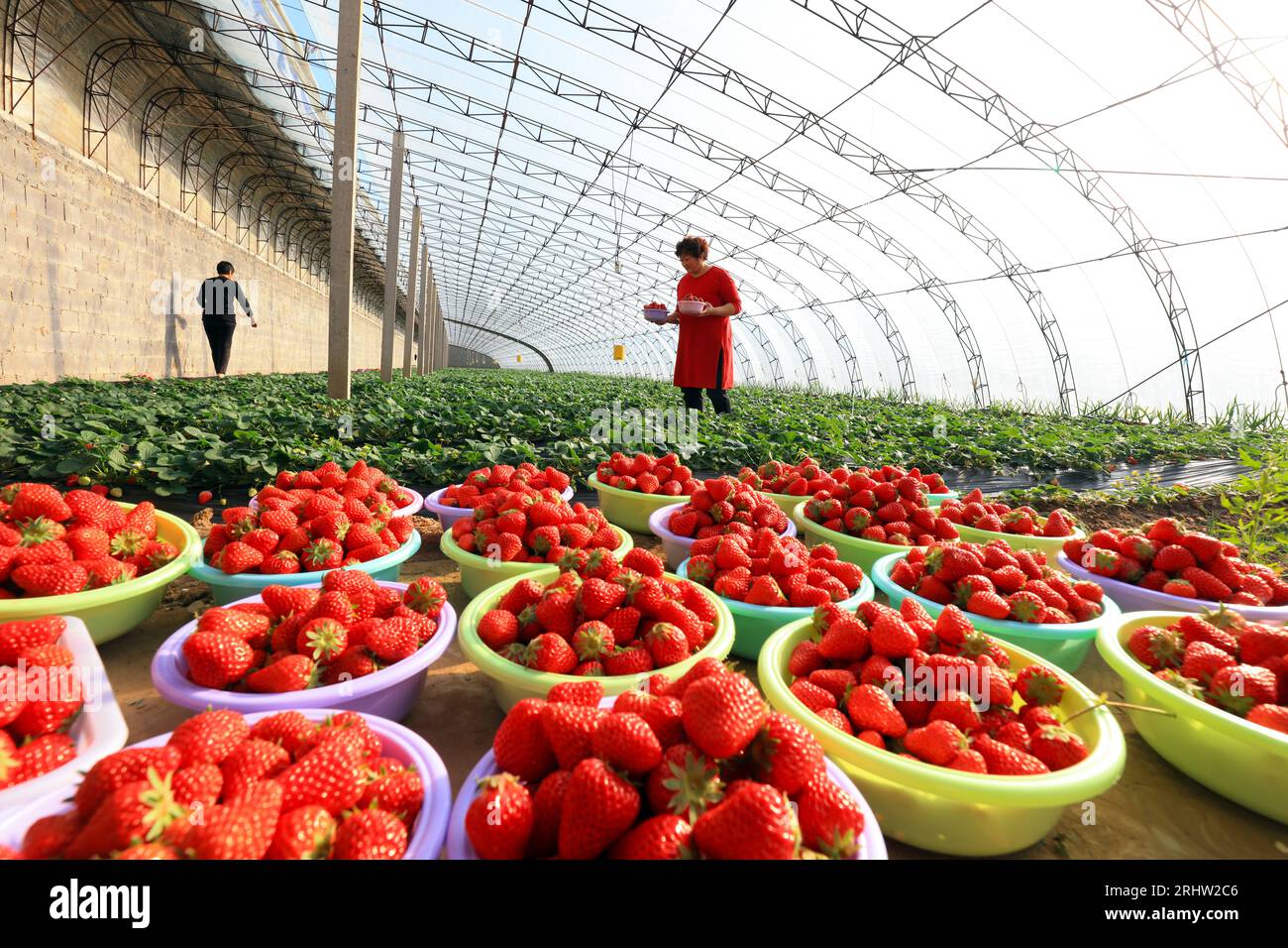 Comté de Luannan - 23 janvier 2019 : les travailleurs ramassent des fraises à la ferme, comté de Luannan, province du Hebei, Chine Banque D'Images