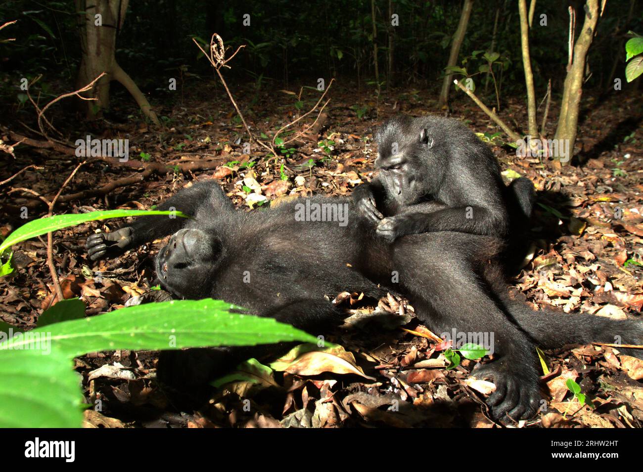 Un macaque à crête (Macaca nigra) repose sur le sol alors qu'il est soigné par un autre individu dans la forêt de Tangkoko, Sulawesi du Nord, en Indonésie. Un rapport récent d'une équipe de scientifiques dirigée par Marine Joly a révélé que la température augmente dans la forêt de Tangkoko et que l'abondance globale des fruits a diminué. « Entre 2012 et 2020, les températures ont augmenté jusqu’à 0,2 degrés Celsius par an dans la forêt, et l’abondance globale des fruits a diminué de 1 pour cent par an », ont-ils écrit dans International Journal of Primatology en juillet 2023. 'Dans un avenir plus chaud, ils (primates) devraient s'ajuster,... Banque D'Images