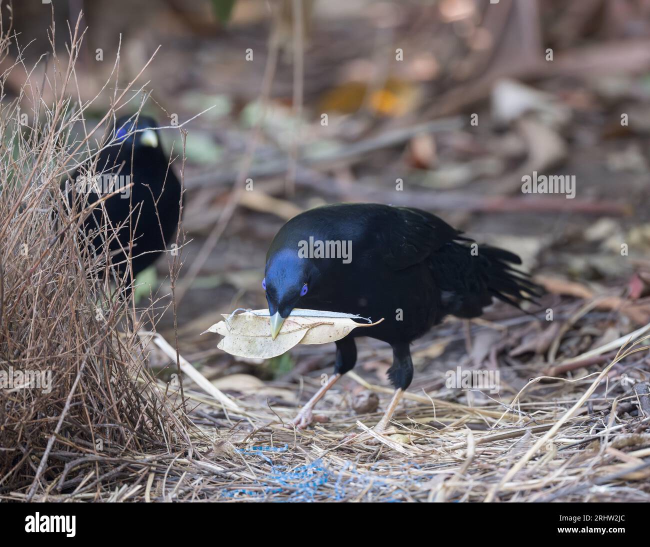 Mâle Satin Bowerbird devant le bower, avec un autre bowerird mâle regardant, tient une collection de feuilles séchées dans son bec dans le cadre de son exposition. Banque D'Images