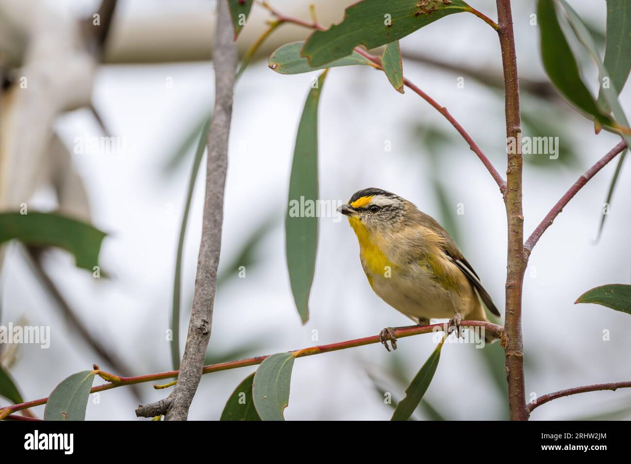 S une seule Pardalote striée se perche momentanément sur une branche d'eucalyptus avant de partir vers un autre endroit à la recherche de nourriture. Banque D'Images