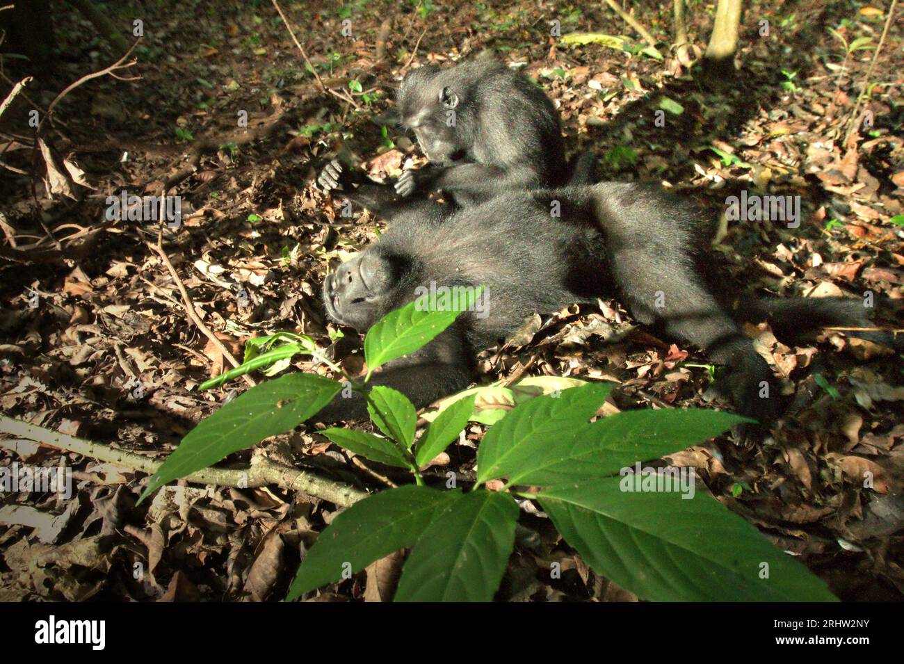 Un macaque à crête (Macaca nigra) repose sur le sol alors qu'il est soigné par un autre individu dans la forêt de Tangkoko, Sulawesi du Nord, en Indonésie. Un rapport récent d'une équipe de scientifiques dirigée par Marine Joly a révélé que la température augmente dans la forêt de Tangkoko et que l'abondance globale des fruits a diminué. « Entre 2012 et 2020, les températures ont augmenté jusqu’à 0,2 degrés Celsius par an dans la forêt, et l’abondance globale des fruits a diminué de 1 pour cent par an », ont-ils écrit dans International Journal of Primatology en juillet 2023. 'Dans un avenir plus chaud, ils (primates) devraient s'ajuster,... Banque D'Images