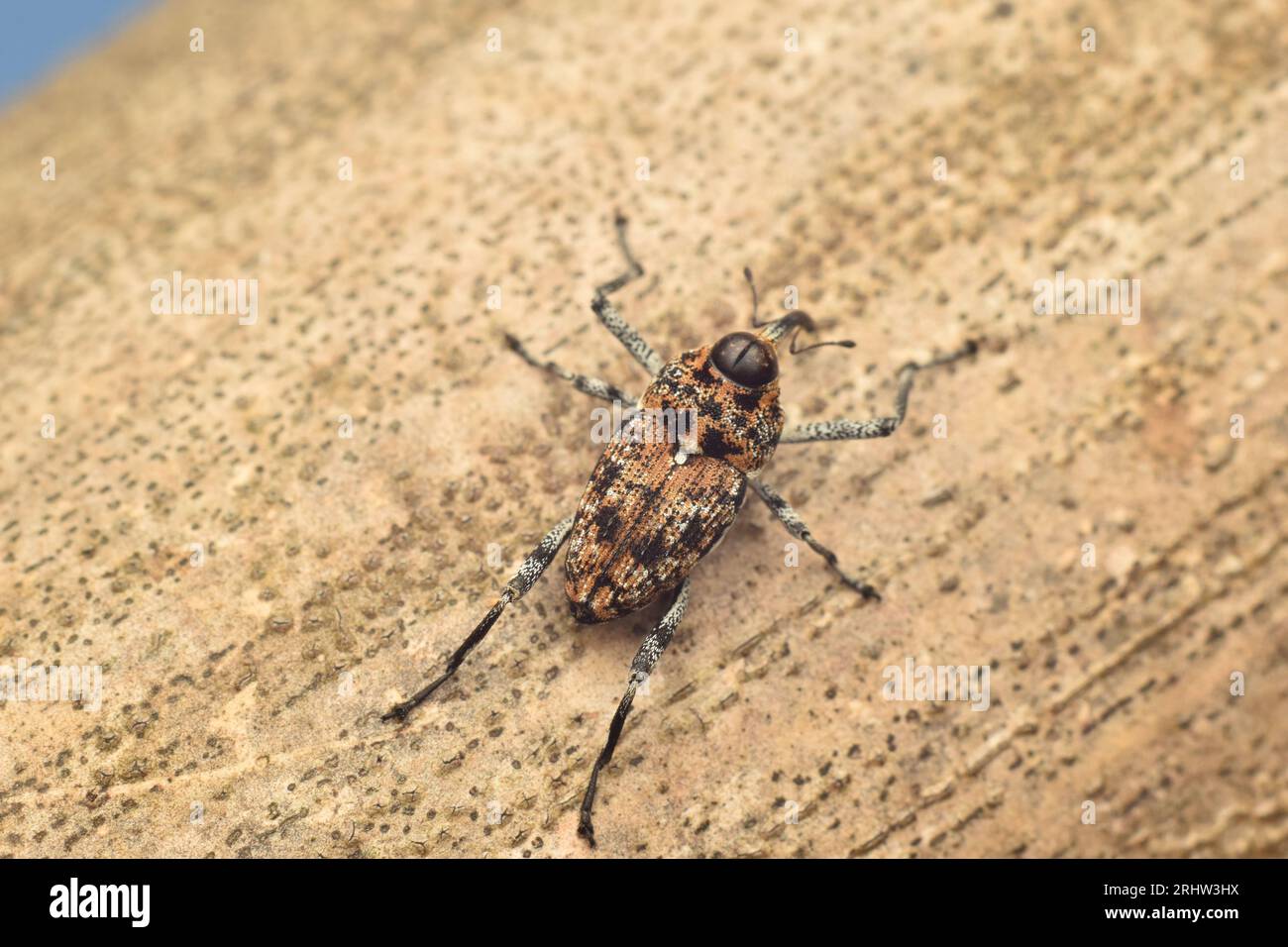 Le charançon brun repose sur du bambou séché, Java, Indonésie. Mecopus sp. Banque D'Images