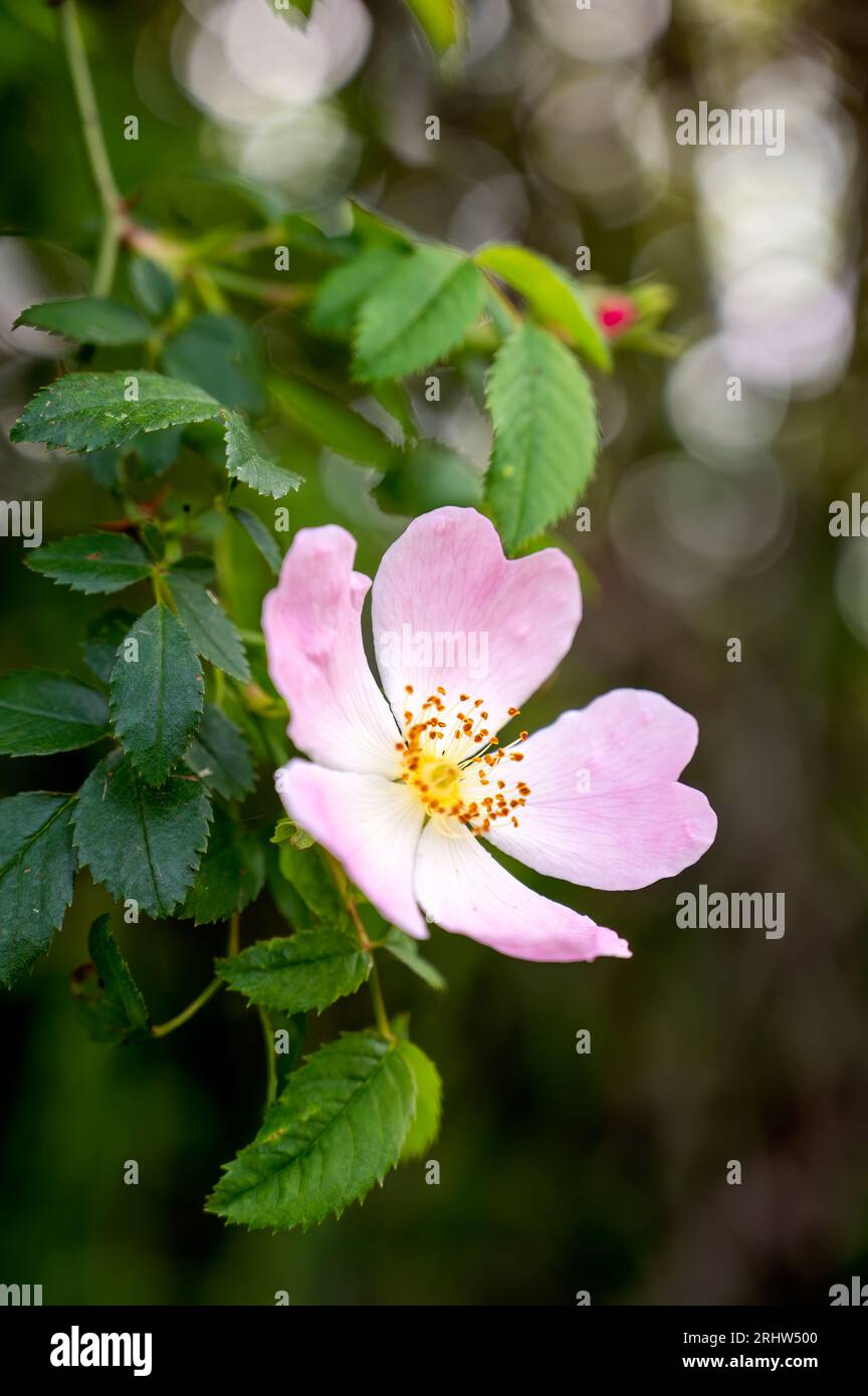 beau gros plan de fleur sauvage rose rose de rose rose de rose de rose Banque D'Images