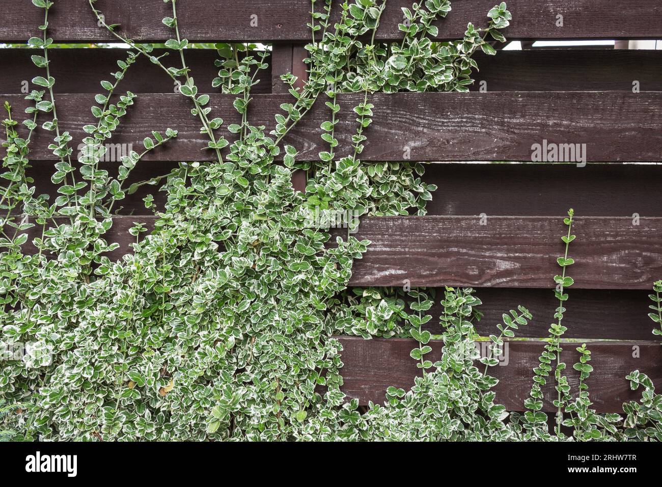 Ivy grandissant sur un mur. Arrière-plans naturels. Usine de lierre sur clôture en bois. Décoration extérieure. Papier peint de jardin. Feuillage vert sur des planches de bois. Banque D'Images