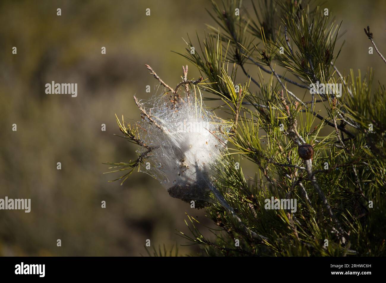Macro de nid processionnaire soyeux dans les branches de pin Banque D'Images