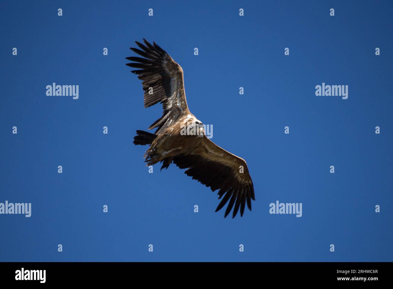 griffon vautour changeant de direction de vol avec fond de ciel bleu dans Parc Natural dels voltors, Alcoy Banque D'Images