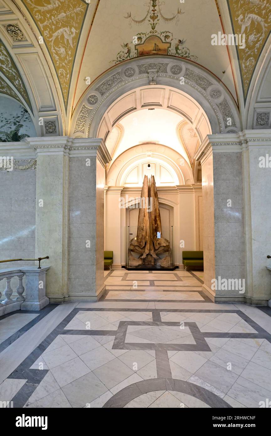 Vienne, Autriche. 16 août 2023. Musée d'histoire naturelle à Burgring 7, 1010 Vienne. Crâne supérieur d'un rorqual commun (Balaenoptera physalus) Banque D'Images