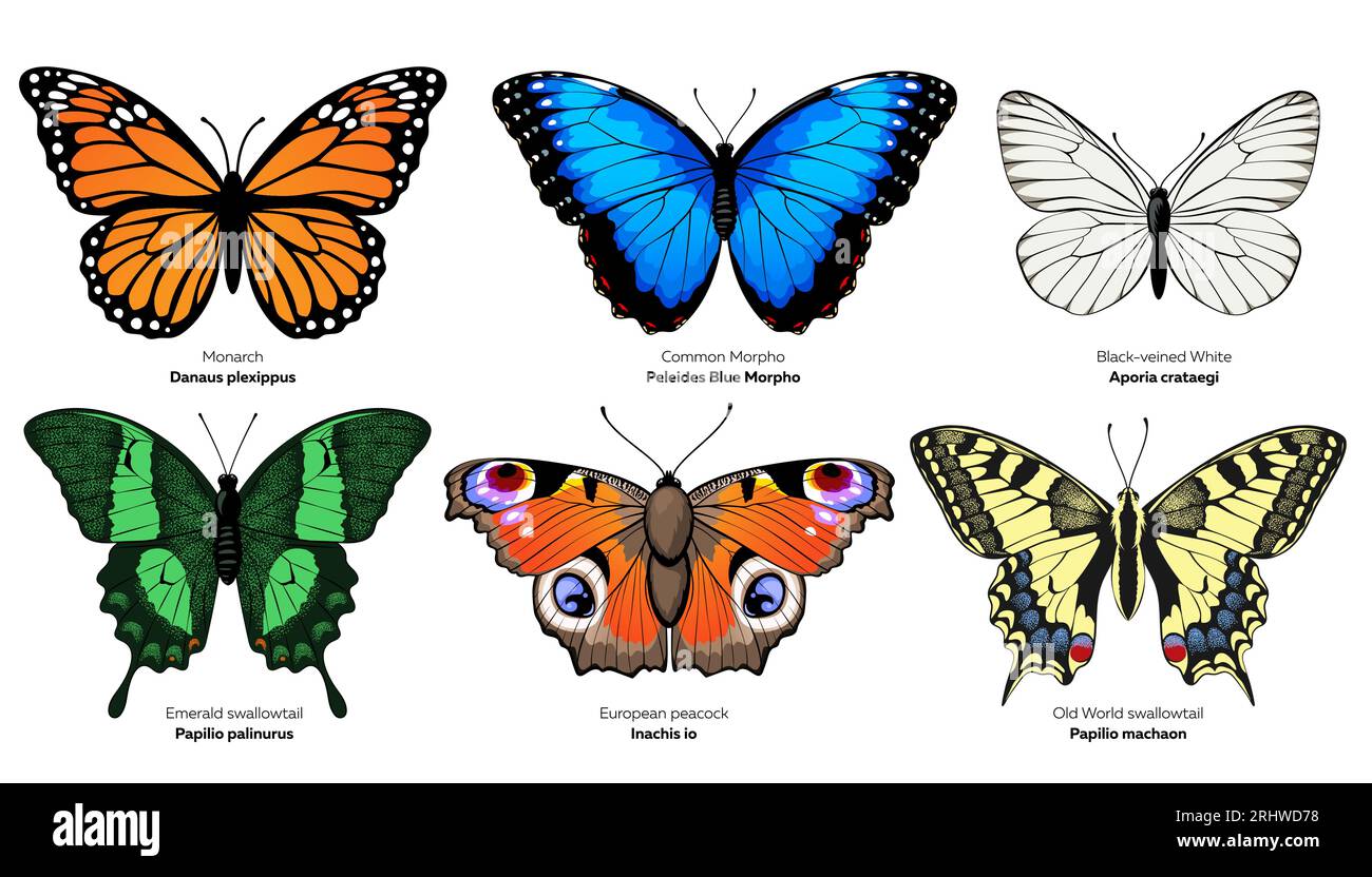 Collection papillons. Illustration vectorielle isolée sur fond blanc. Illustration de Vecteur