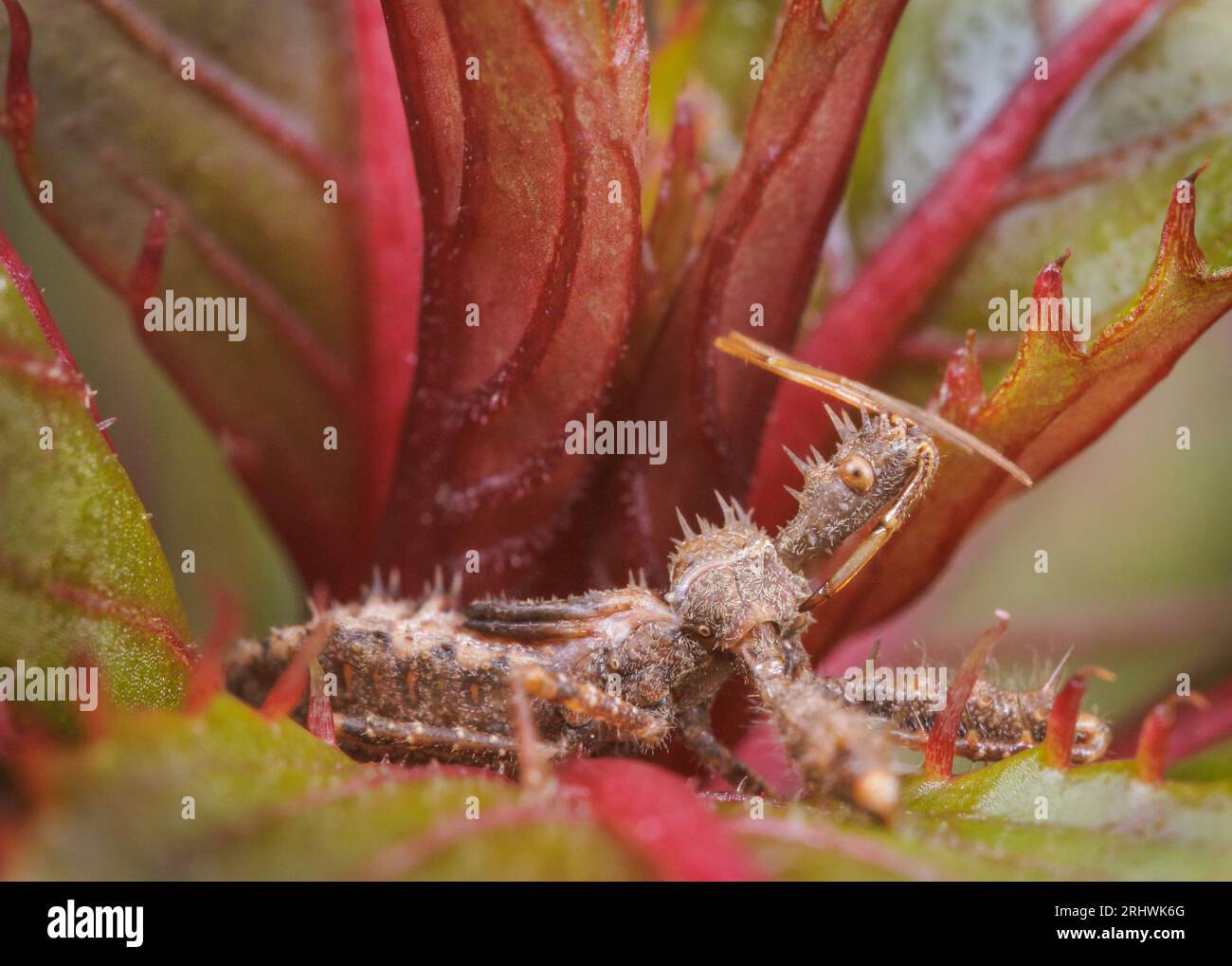 Punaise d'assasin épineux (Sinea spinipes) - Comté de Hall, Géorgie. Une nymphe de punaise d'assasin se trouve à l'intérieur de la grappe de feuilles sur une plante impatiens. Banque D'Images