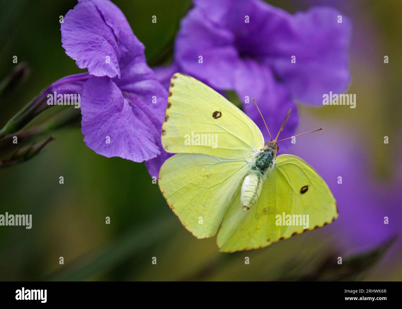 Un papillon soufré sans nuages vole près des fleurs de pétunia mexicain un après-midi d'été. Banque D'Images