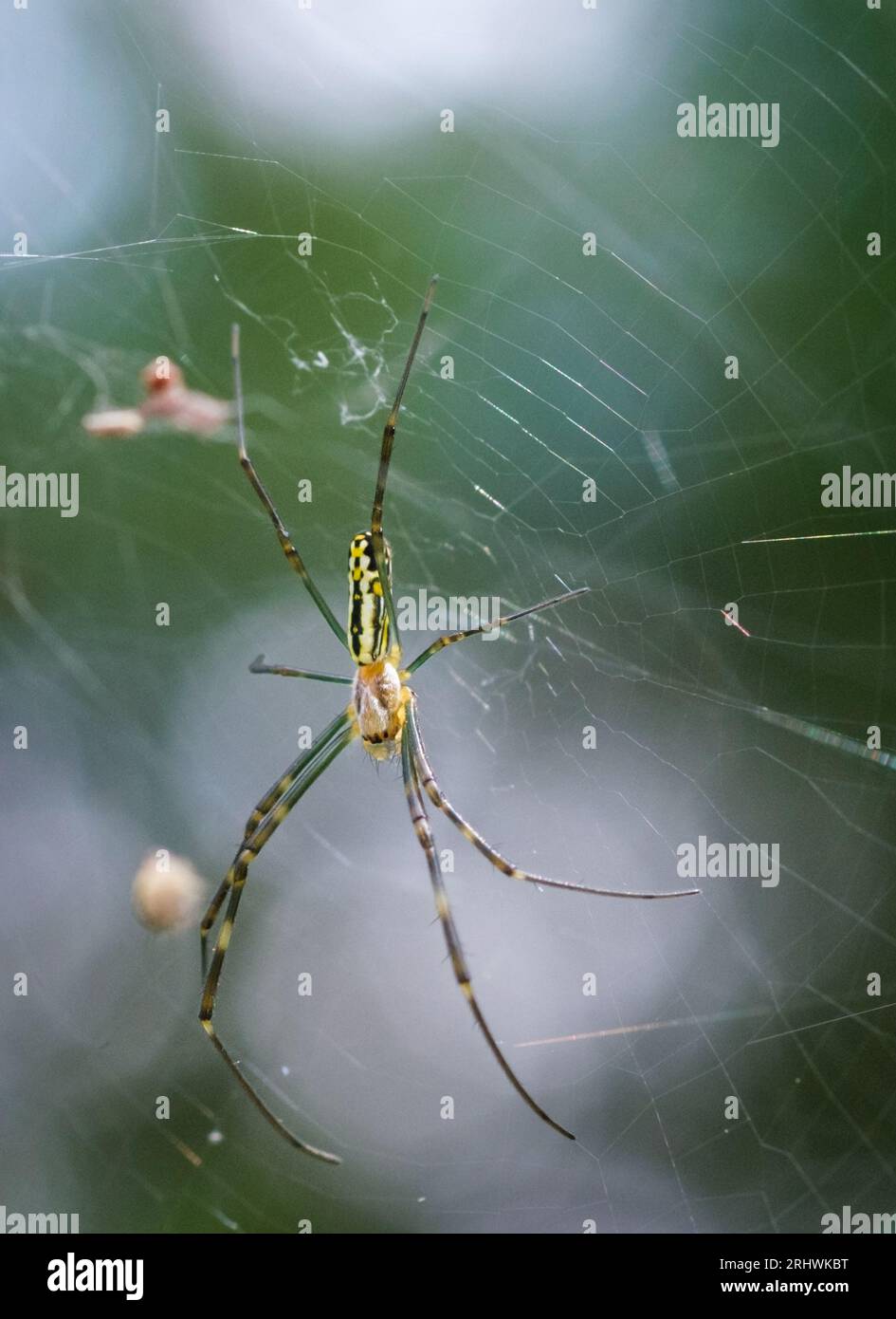 L'araignée joro invasive attend patiemment dans une toile construite entre deux plantes. Banque D'Images