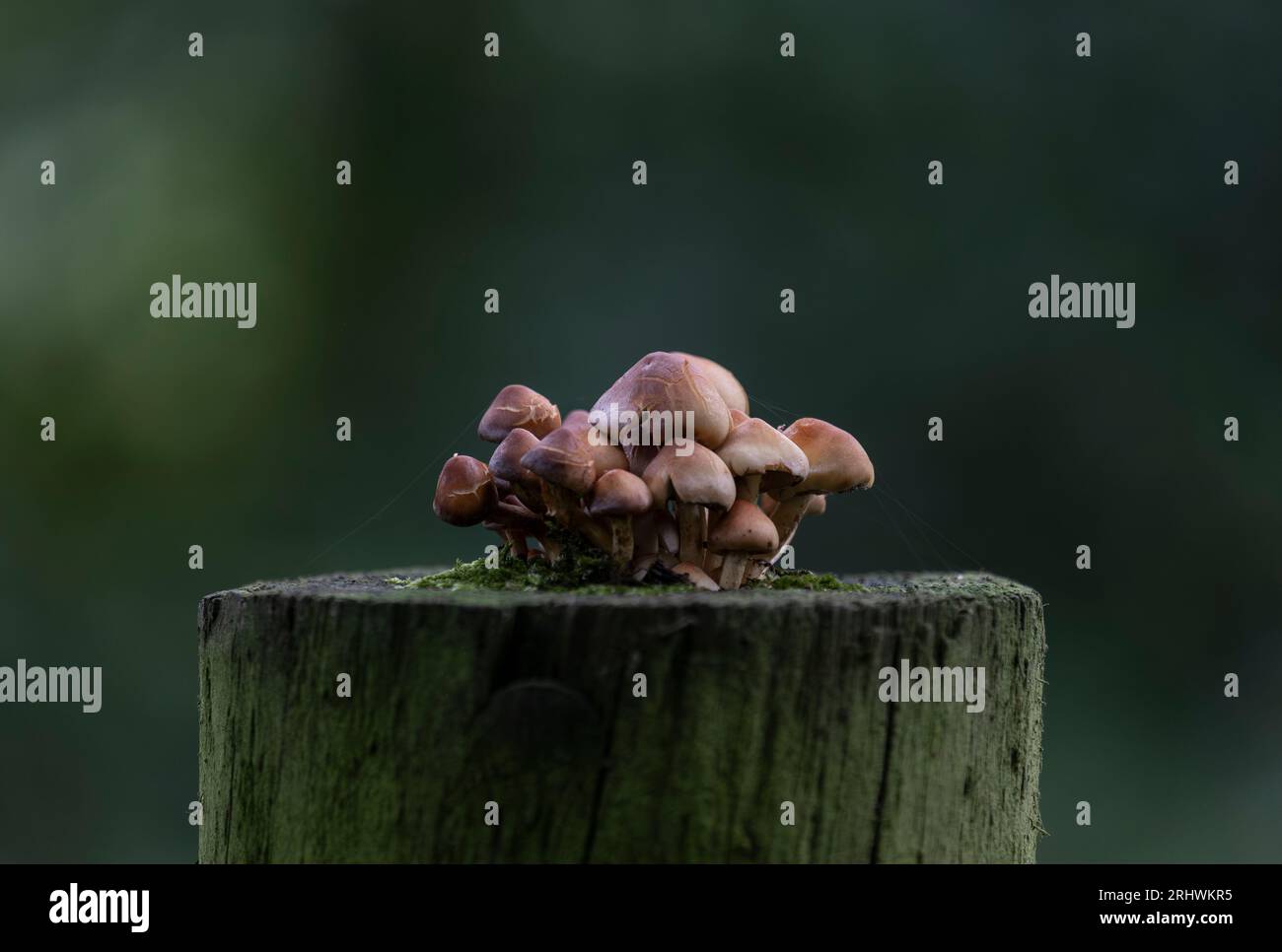 Une récolte de champignons sauvages poussant au sommet d'un poteau de porte pourri dans une forêt sombre, Worcestershire, Angleterre. Banque D'Images