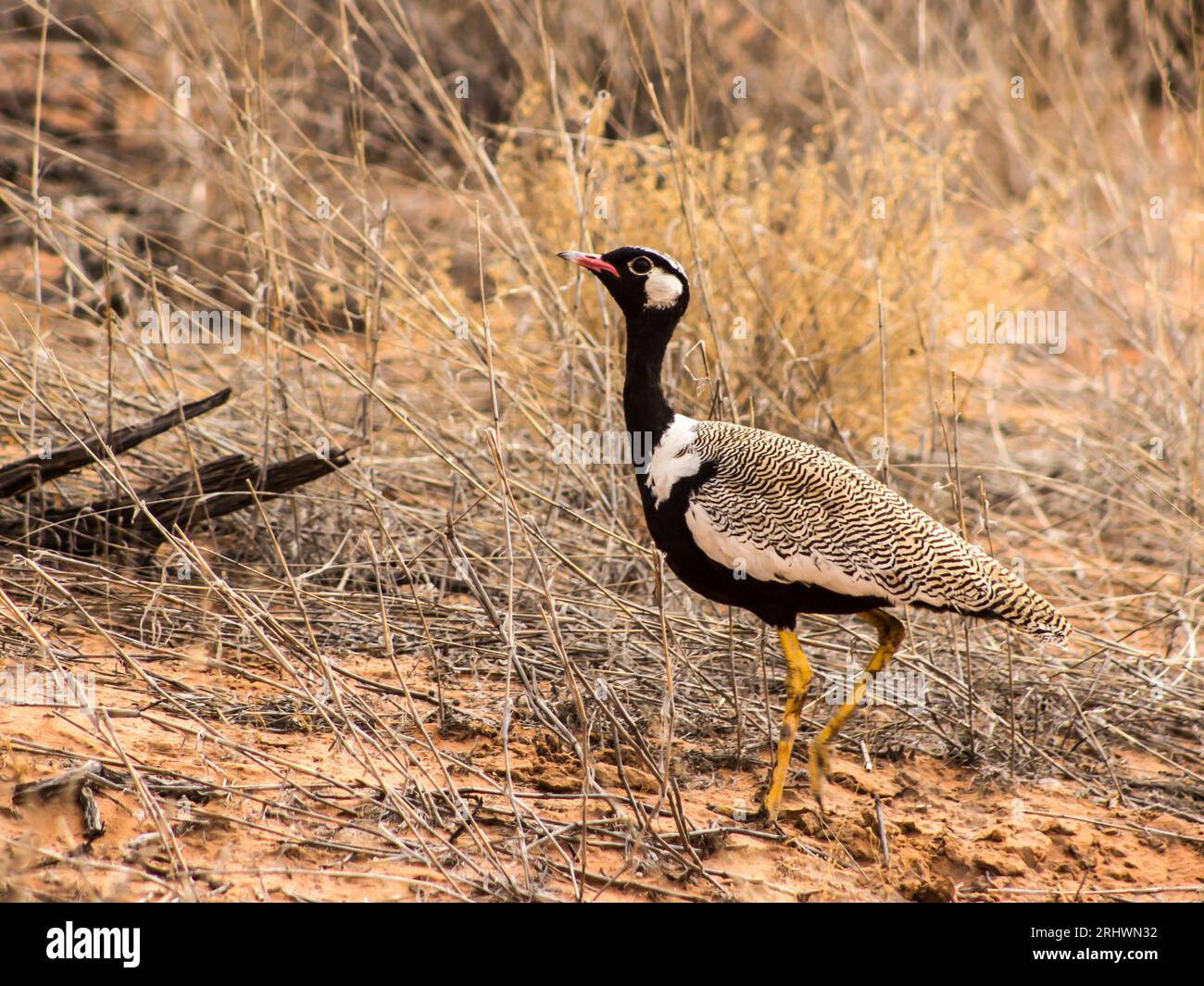 Un korhaan noir du sud, Afrotis afra, avec son plumage blanc et noir frappant, marchant à travers les prairies sèches du désert du Kalahari Banque D'Images