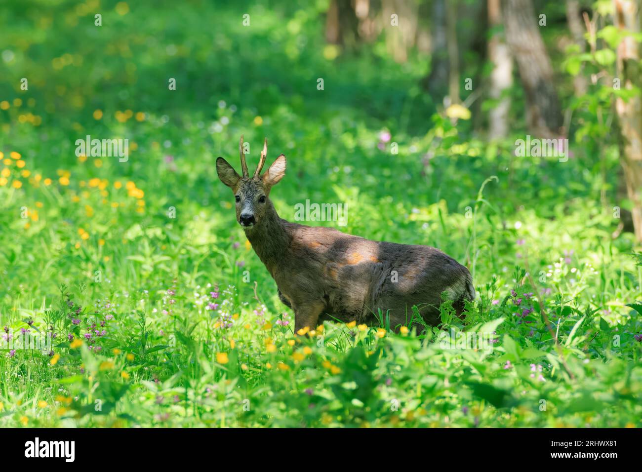 ROE Deer(Capreolus capreolus) mâle regardant la caméra dans la forêt de printemps, Podlaskie Voivodeship, Pologne, Europe Banque D'Images