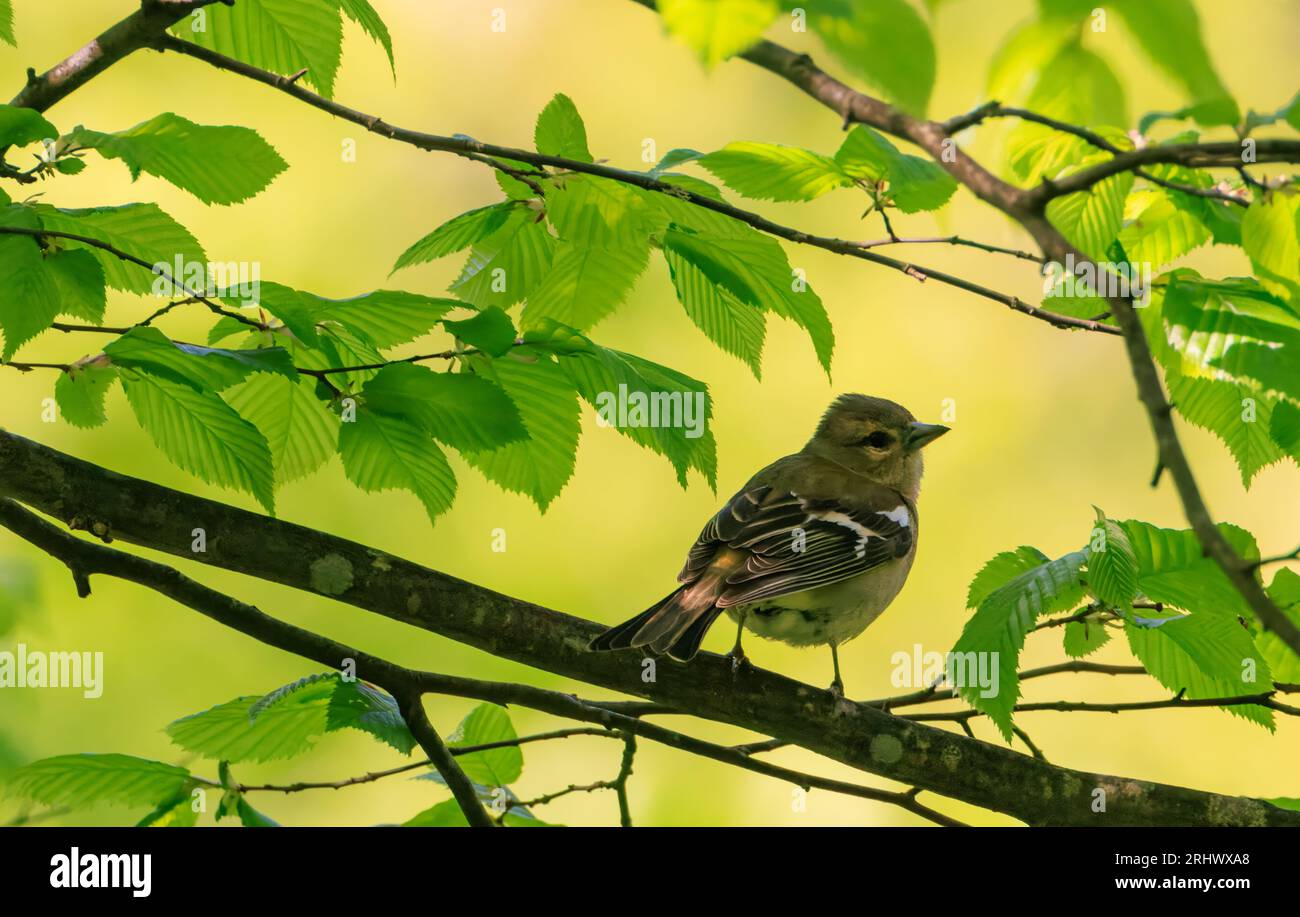 Chaffinch eurasien (Fringilla coelebs) sur la branche au printemps en regardant en arrière à la caméra, Bialowieza Forest, Pologne, Europe Banque D'Images