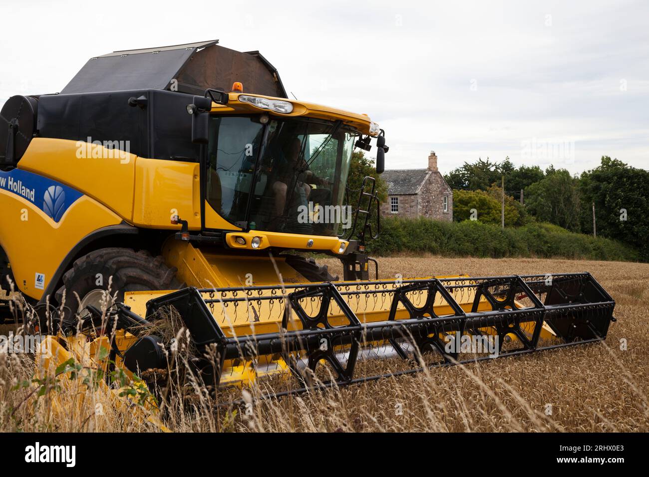 Moissonneuse-batteuse dans un champ de blé, Berwickshire, Écosse Banque D'Images