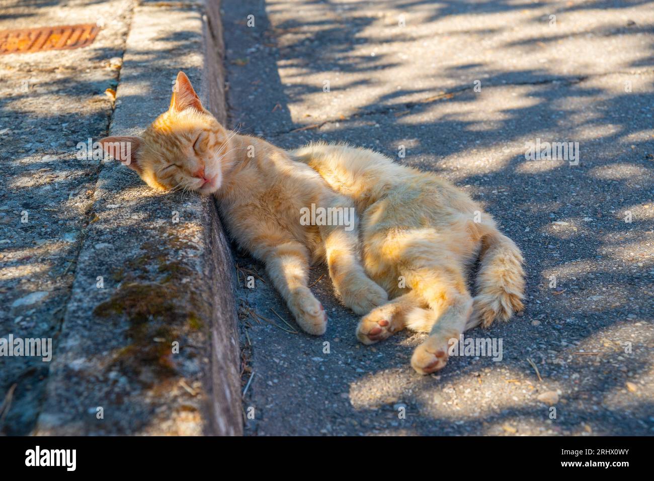 Chat tabby orange endormi dans la rue. Banque D'Images