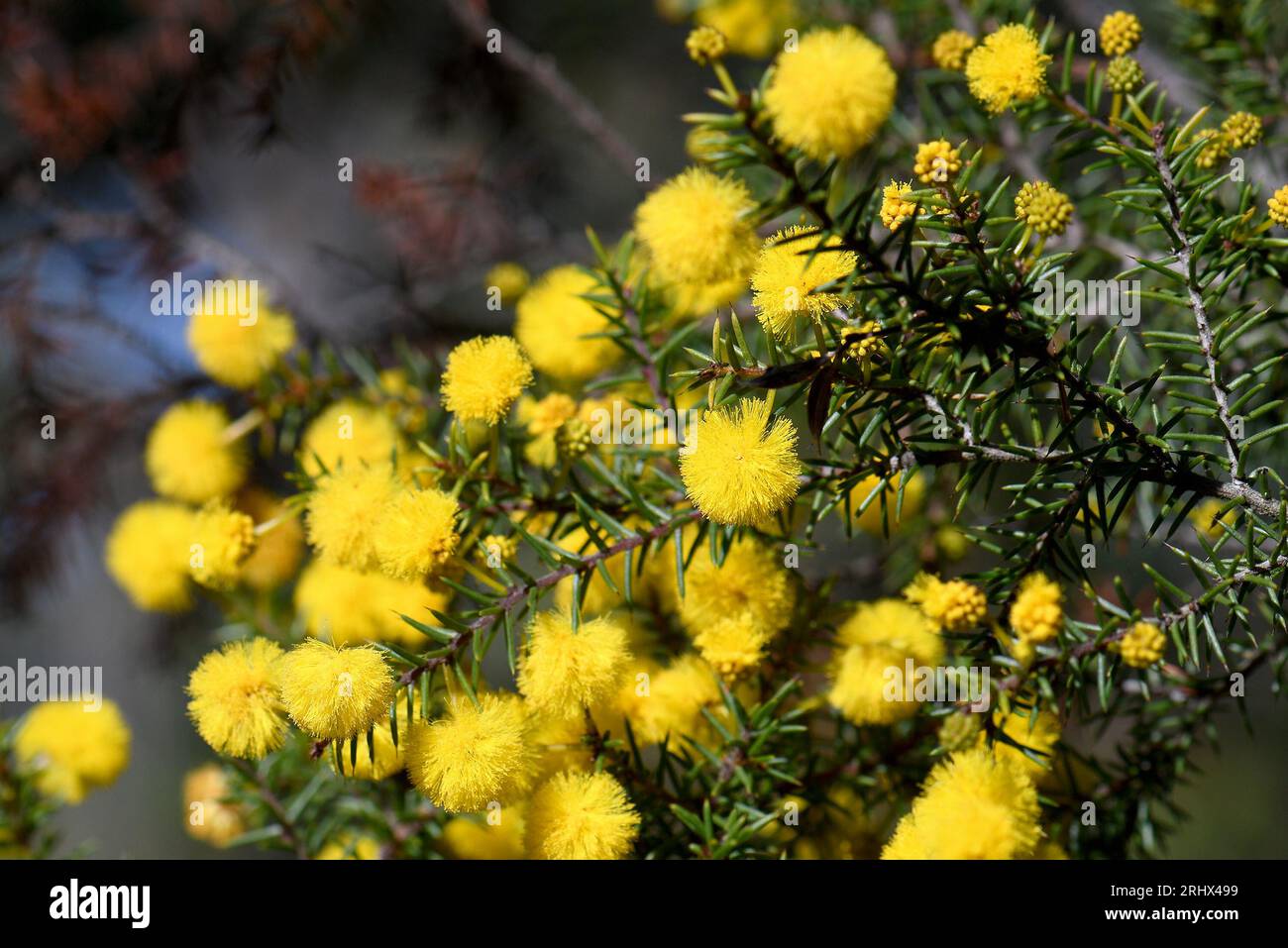 Gros plan de fleurs jaunes et de fines feuilles de griffe du hérisson indigène australien, Acacia echinula, famille des Fabaceae, à Sydney Banque D'Images