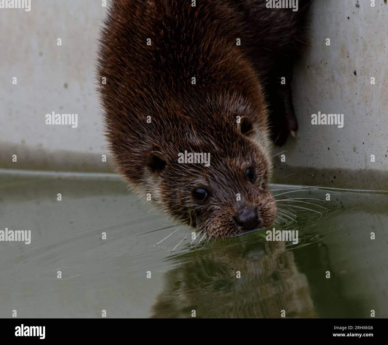 Loutre eurasienne (Lutra lutra) Juvenile sur le point d'entrer dans l'eau avec réflexion. Banque D'Images