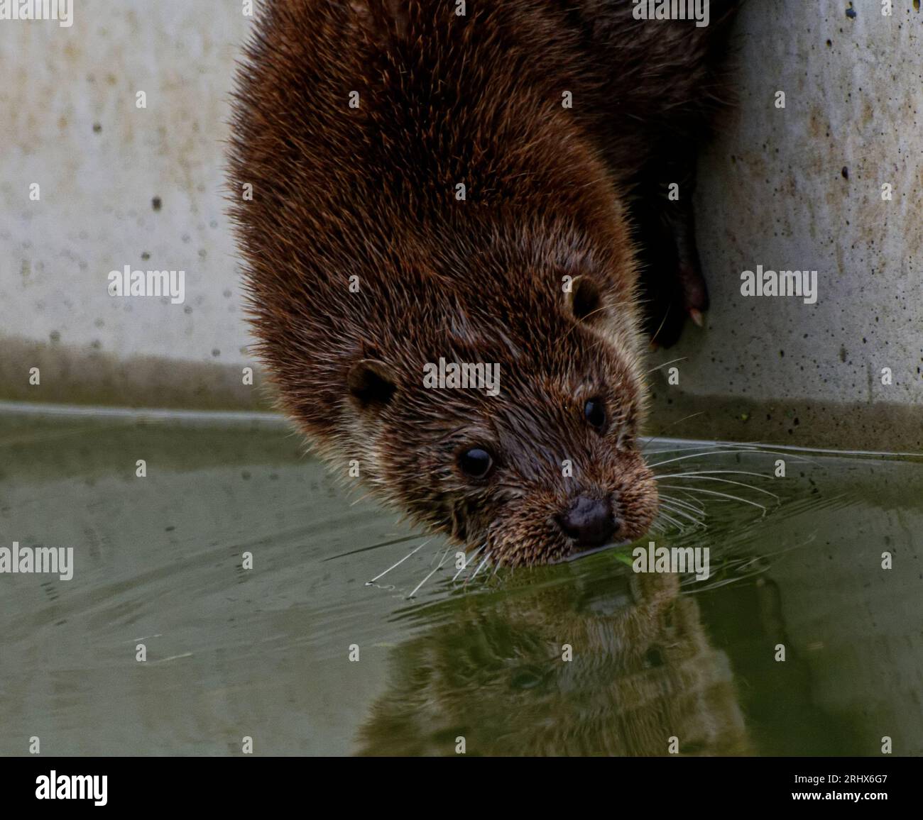 Loutre eurasienne (Lutra lutra) Juvenile sur le point d'entrer dans l'eau avec réflexion. Banque D'Images