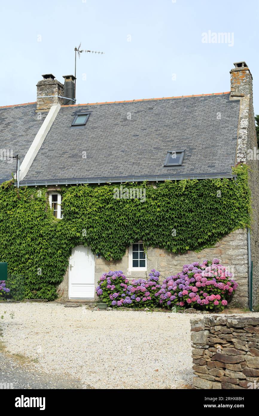 Maison avec usine d'escalade Virginia Creeper à rue Kerhouet, Kerhouet Saint Martin, Sarzeau, Morbihan, Bretagne, France Banque D'Images