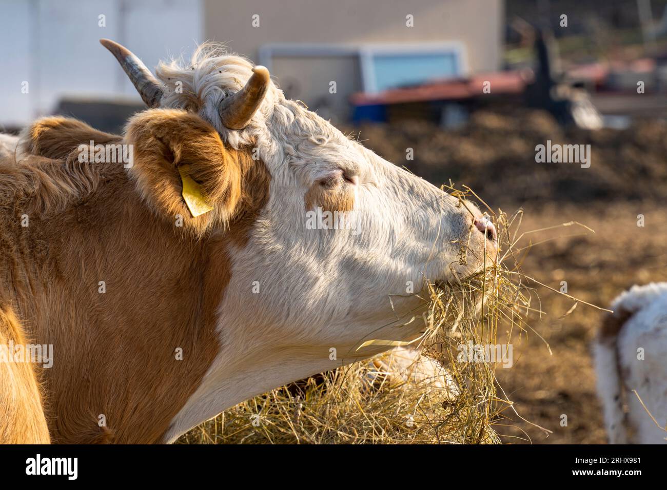 Vache (Bos Taurus) aux cheveux bruns et blancs mangeant du foin Banque D'Images