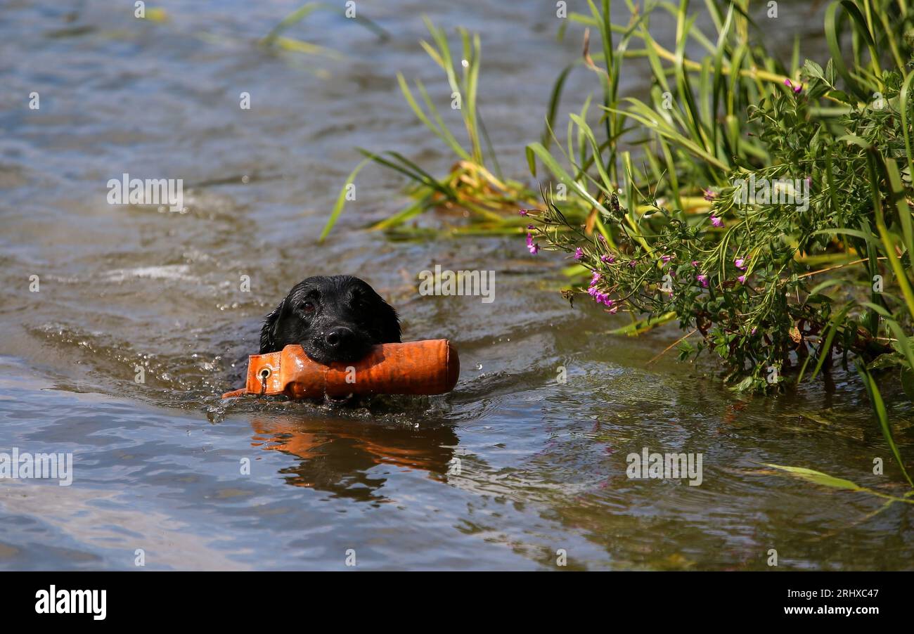 Dressage des canonniers. L'invention concerne un récupérateur à revêtement plat labrador pratiquant une récupération d'eau Banque D'Images