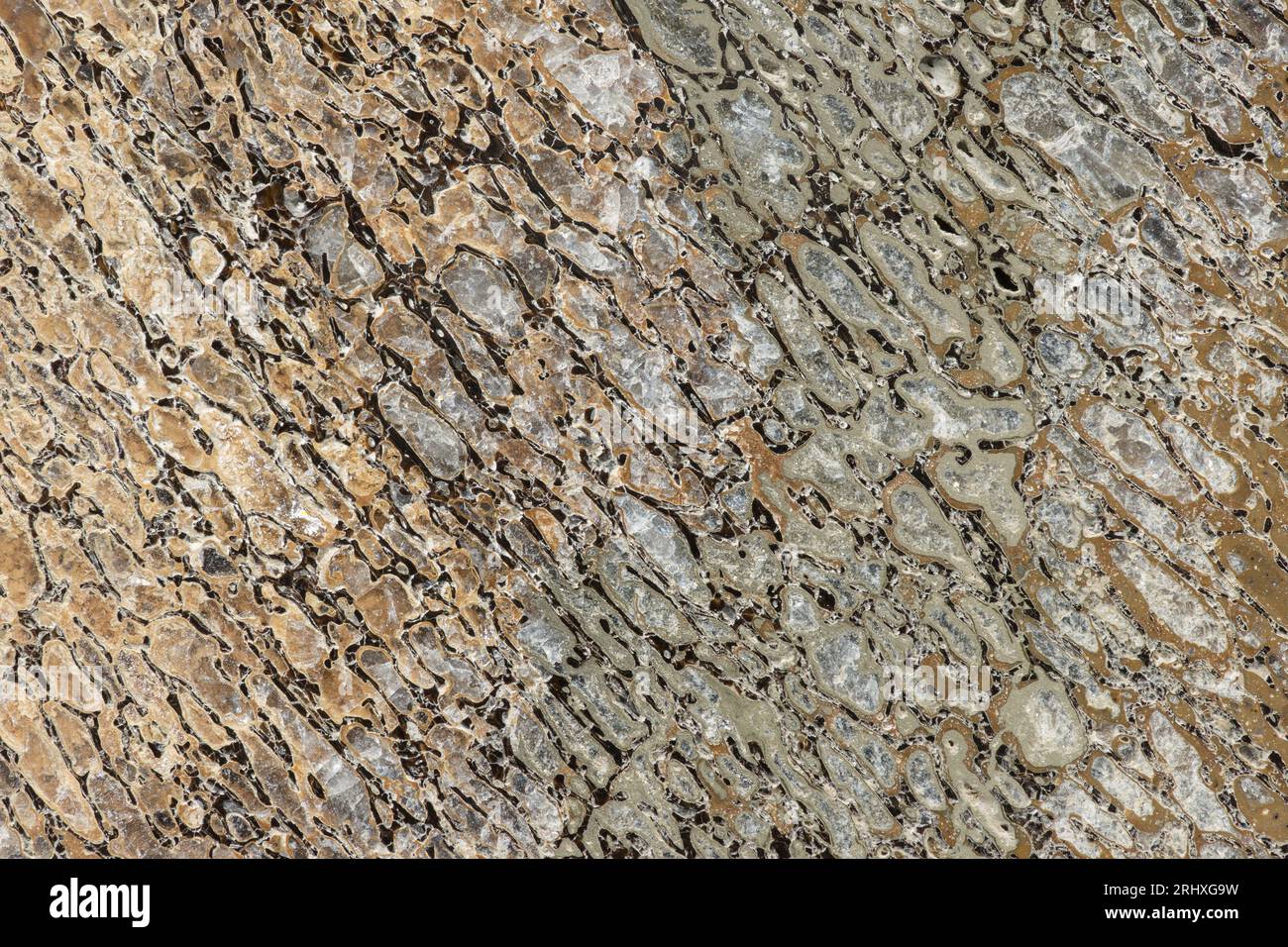 Photographie macro montrant la structure cellulaire interne d'une tranche d'os de dinosaure (Iguanodon) recueillie dans la formation d'argile de Wealden au Royaume-Uni Banque D'Images
