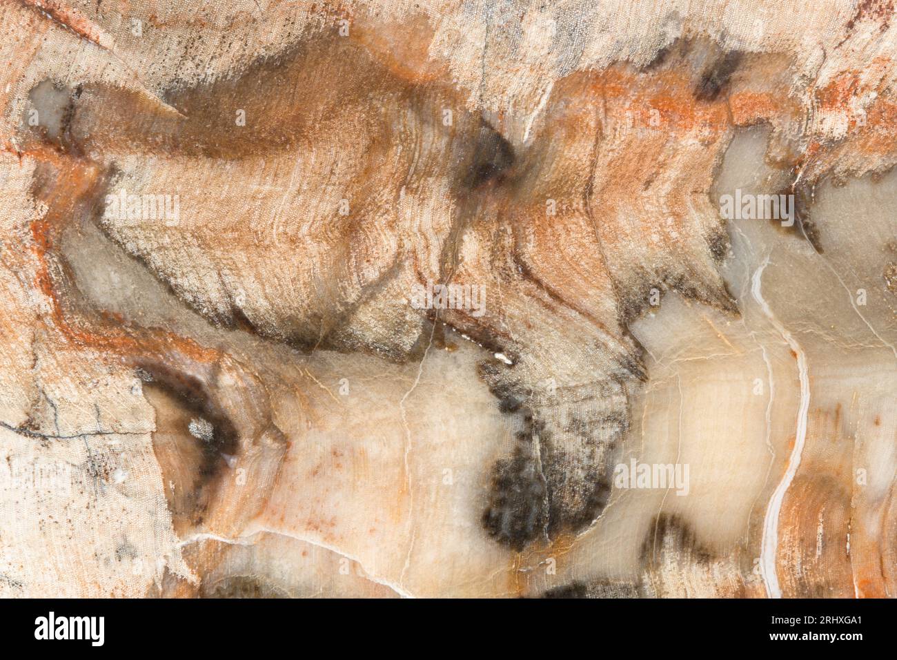 Photographie macro d'un morceau de bois pétrifié Araucaria du début du Trias à Madagascar Banque D'Images