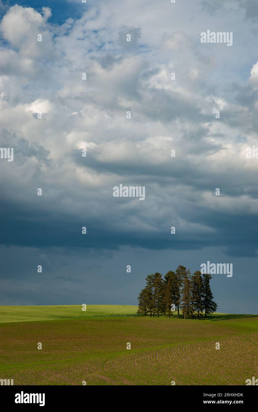 champs printaniers, un petit peuplement de pins et de nuages printaniers. Comté de Whitman, Washington, États-Unis. Banque D'Images