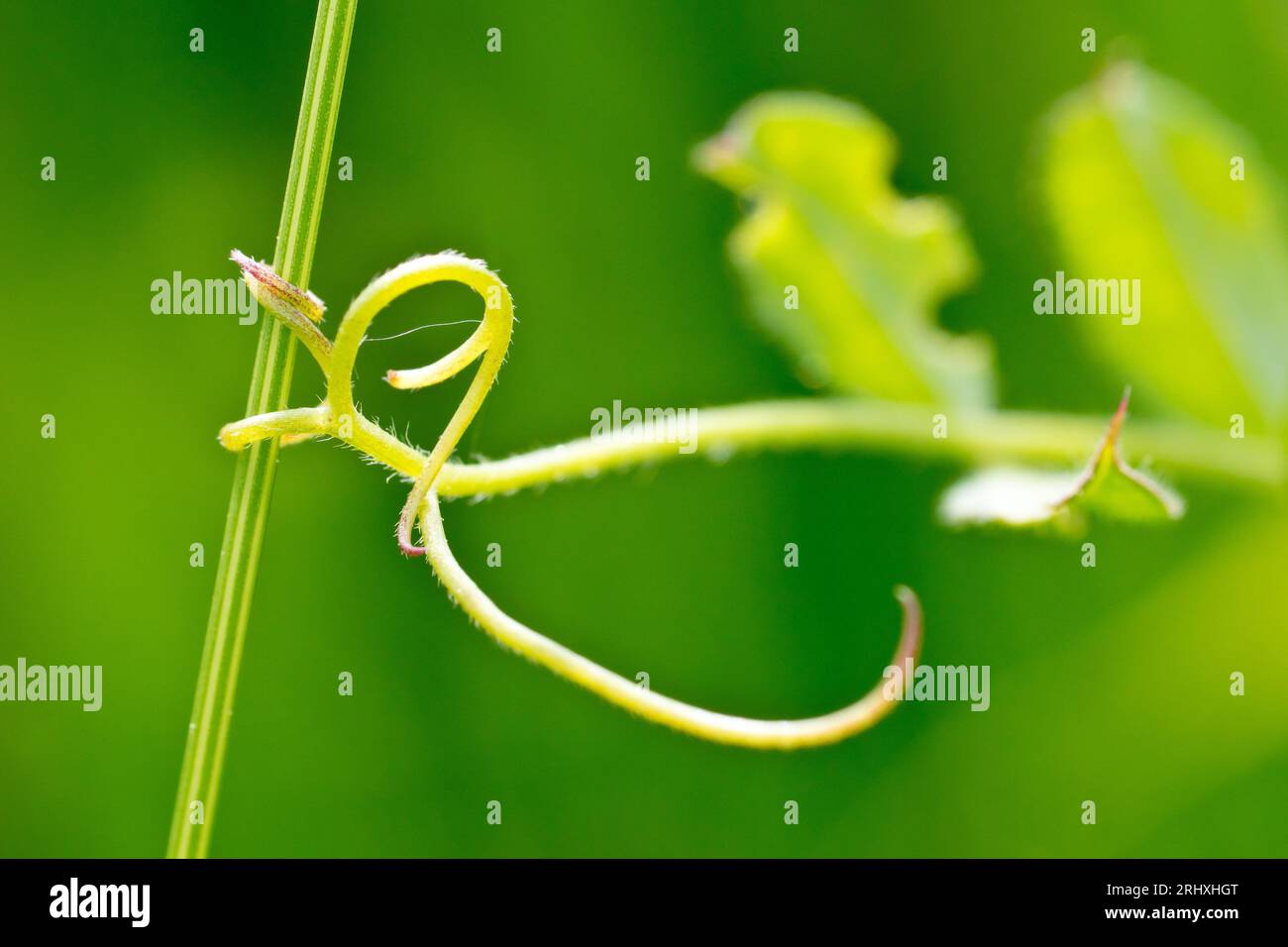 Gros plan des vrilles à l'extrémité d'une branche de Vetch commune (vicia sativa) serrant étroitement une tige d'herbe afin de soutenir la plante pendant sa croissance Banque D'Images