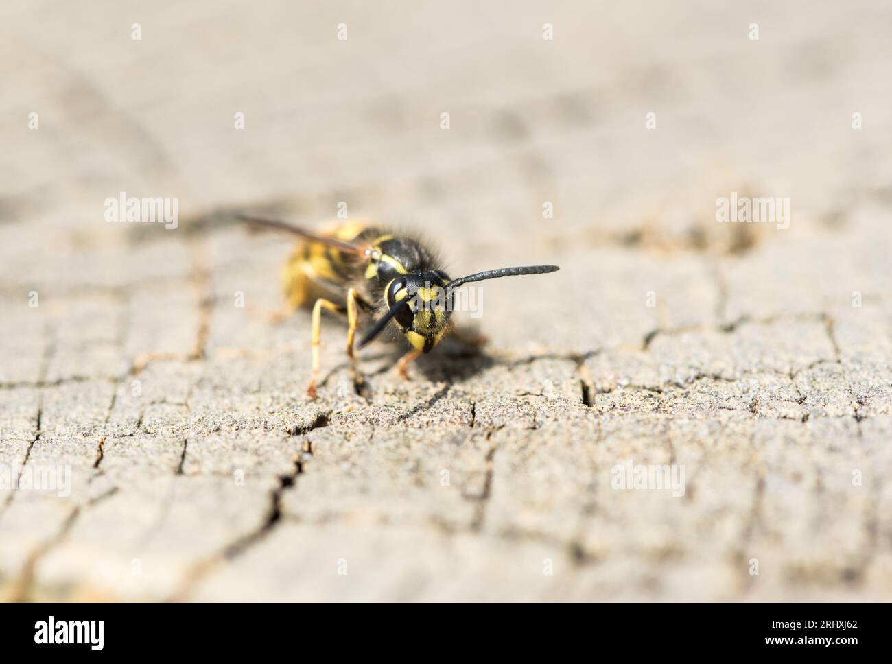 Vue de la tête d'une guêpe commune (Vespula communis) Banque D'Images