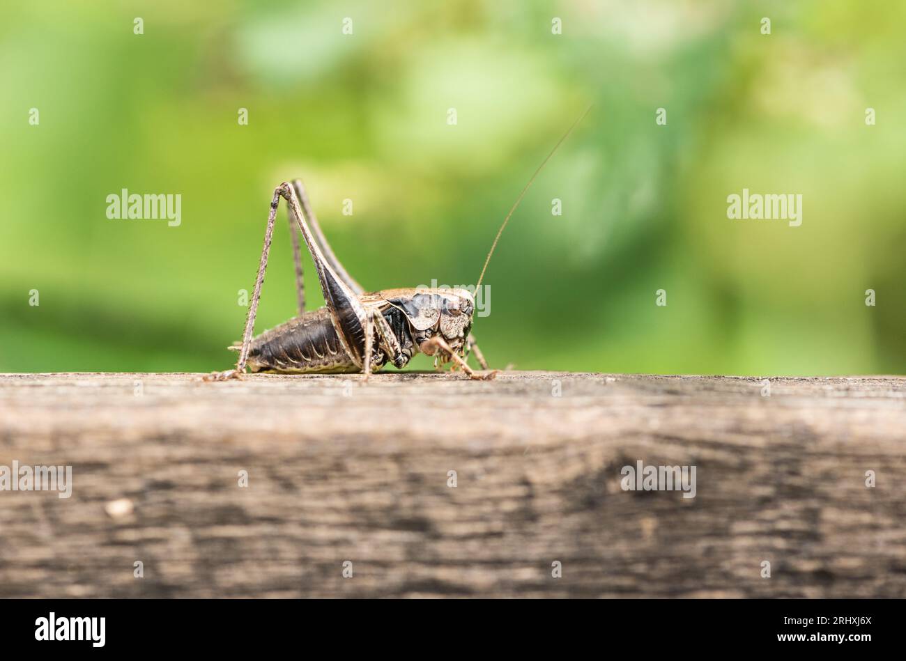 Reposant Dark Bush-Cricket (Pholidoptera griseoaptera) sur une clôture en bois Banque D'Images
