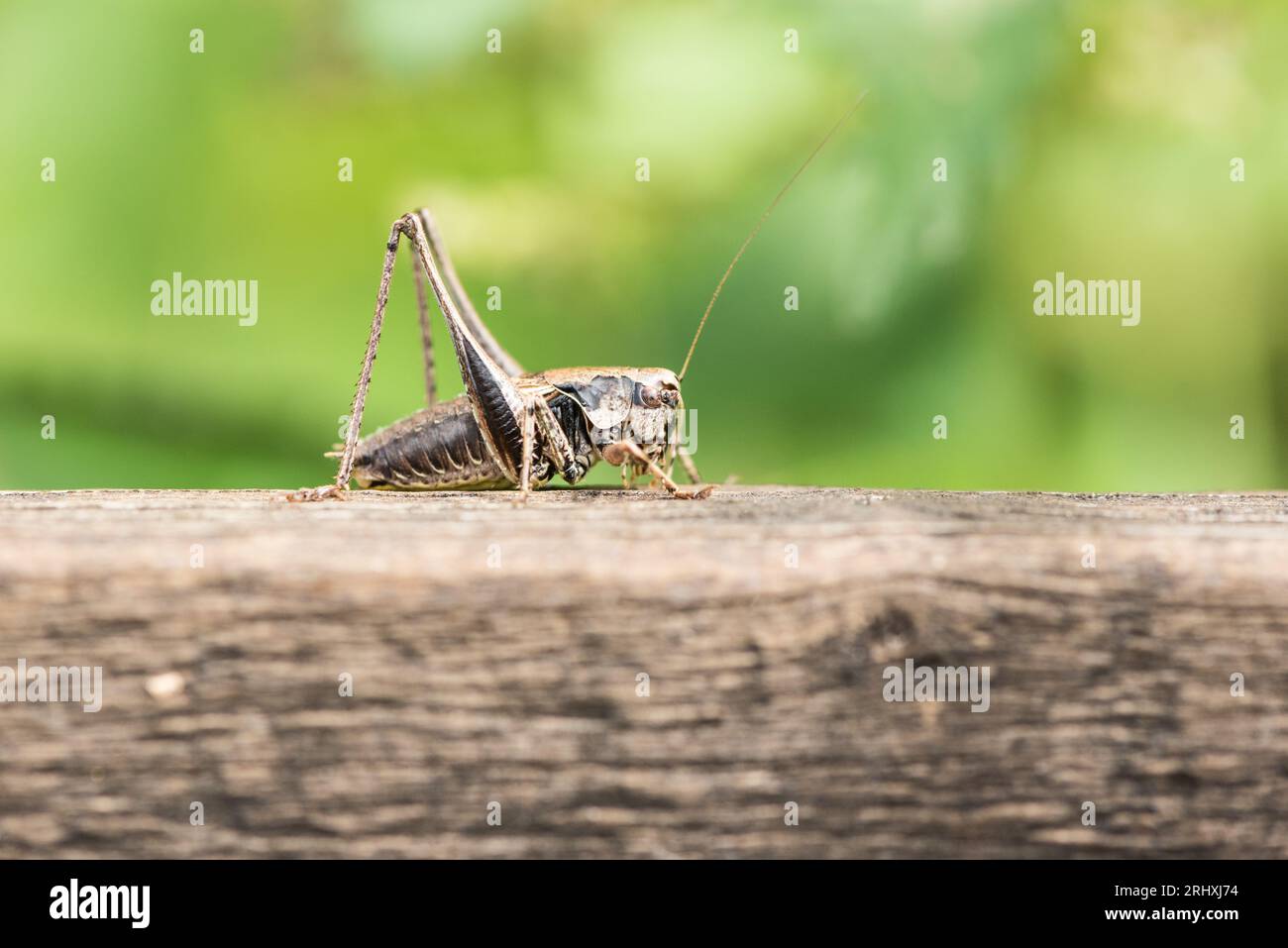 Reposant Dark Bush-Cricket (Pholidoptera griseoaptera) sur une clôture en bois Banque D'Images