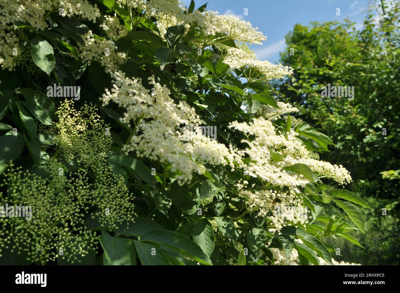 Au printemps, les baies de sureau fleurissent dans la nature Banque D'Images