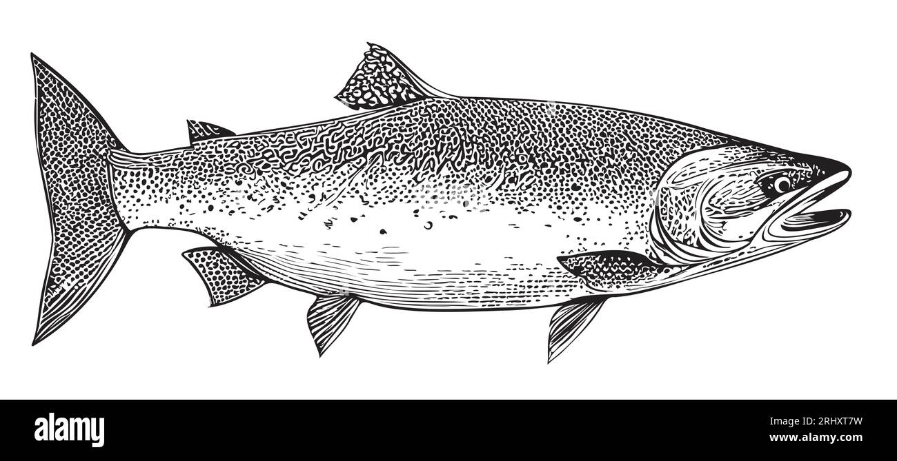 Croquis de saumon aliments de mer animaux de mer vecteur Illustration de Vecteur