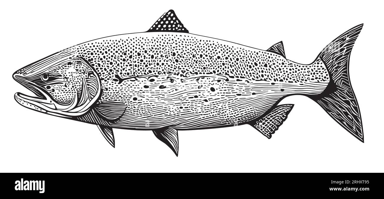 Croquis de poisson de saumon nourriture de mer animaux de mer vecteur Illustration de Vecteur