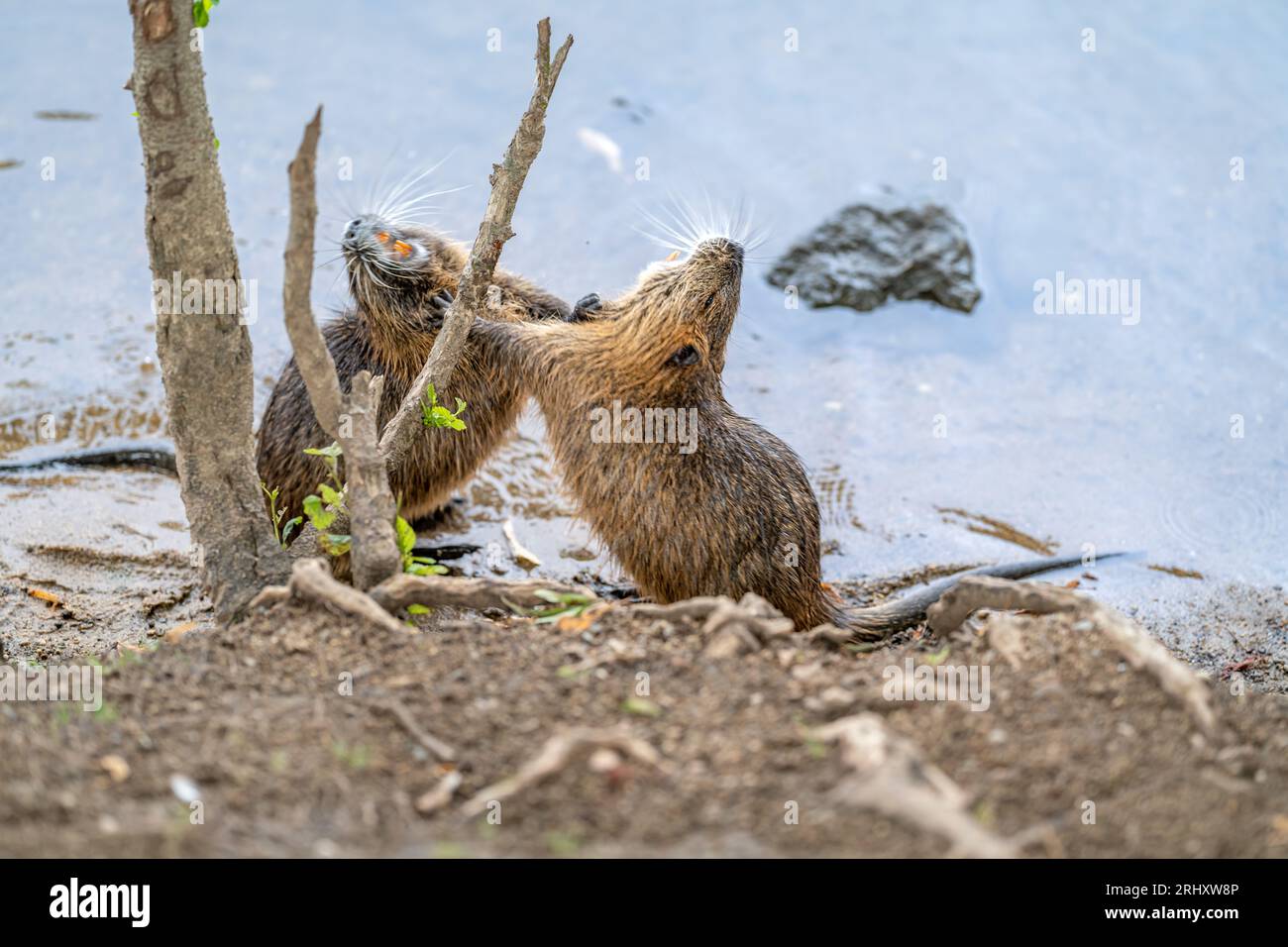 les rats de rivière jouent sur la rive de la rivière Banque D'Images