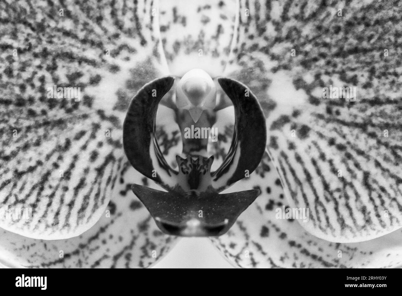 Ce macro cliché d'une orchidée (Orchidaceae) (Phalaenopsis spp.) en noir et blanc met en évidence ses marques distinctives de conception Banque D'Images