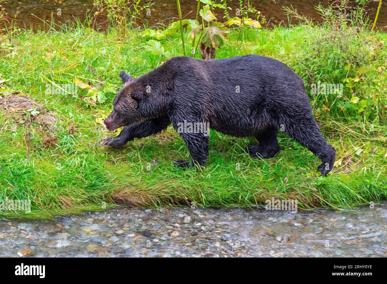 Ours grizzli (Ursus arctos horribilis) sur la rive de Fish Creek, forêt nationale de Tongass, Alaska, États-Unis. Banque D'Images